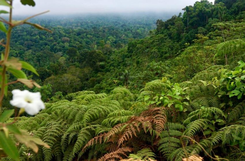  Respira, nós estamos na Floresta Nacional de Carajás