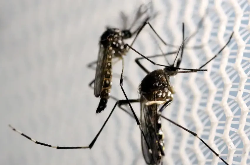  Brasil é o país com mais casos de dengue no mundo, alerta OMS