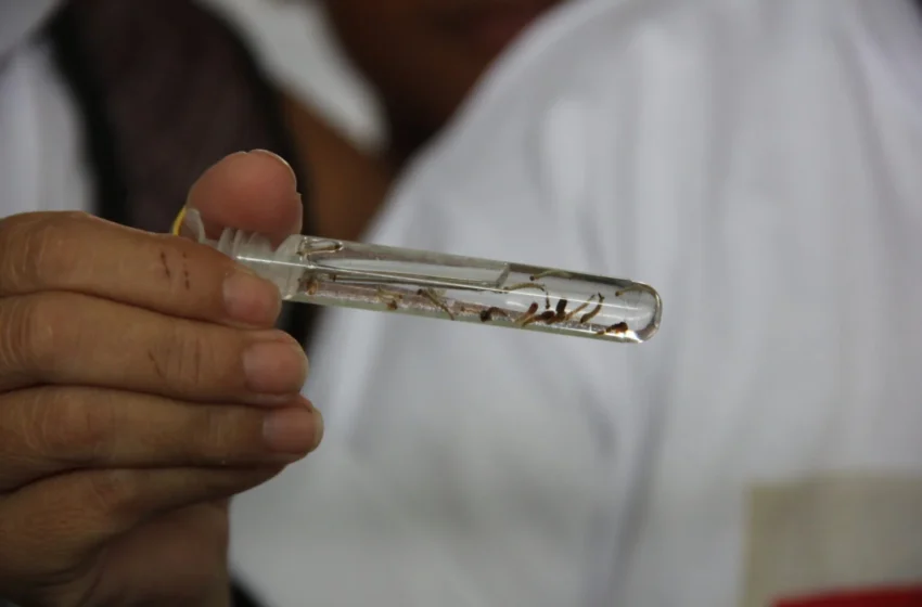  Primeira morte causada por denguen no Pará em 2024 é confirmada