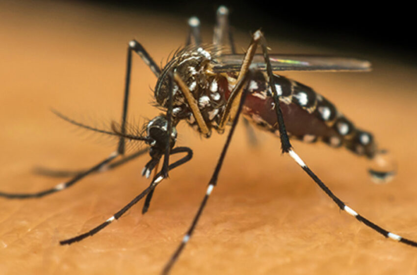  Morre primeira vítima por dengue em Belém; mulher tinha 21 anos