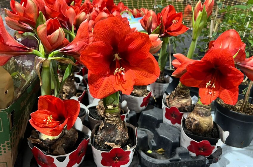  Encerra neste domingo a 12ª edição do Verdadeiro Festival das Flores de Holambra em Parauapebas