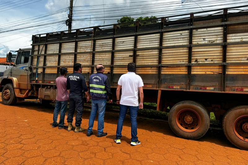  Secretaria da Fazenda (Sefa) apreende 38 cabeças de gado em Dom Eliseu