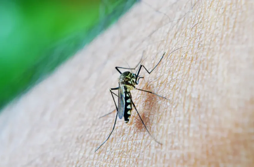  Brasil já tem mais de 3 milhões de casos de dengue registrados em 2024