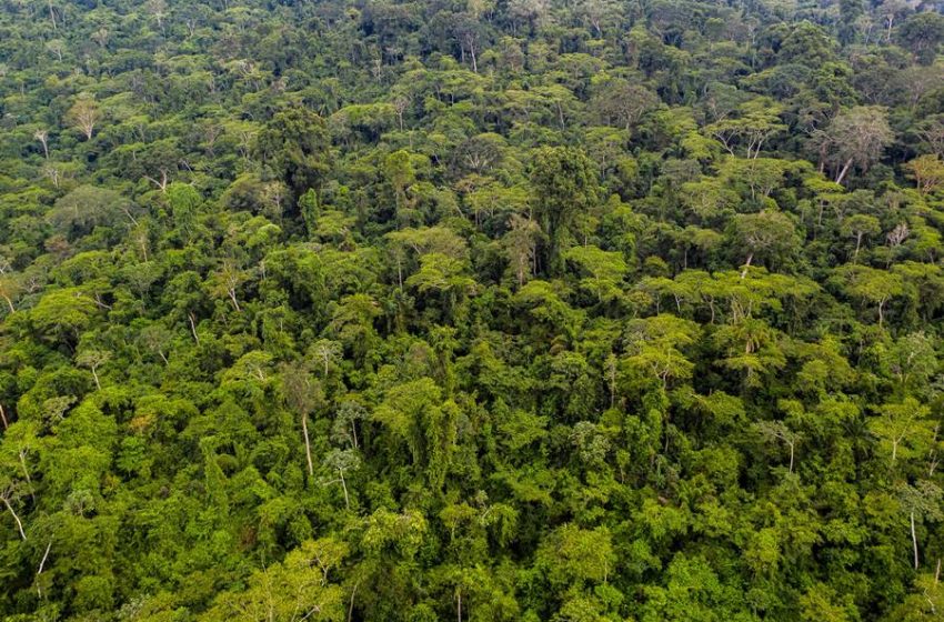  Estudo comprova papel vital do conjunto de florestas de Carajás no combate às mudanças climáticas