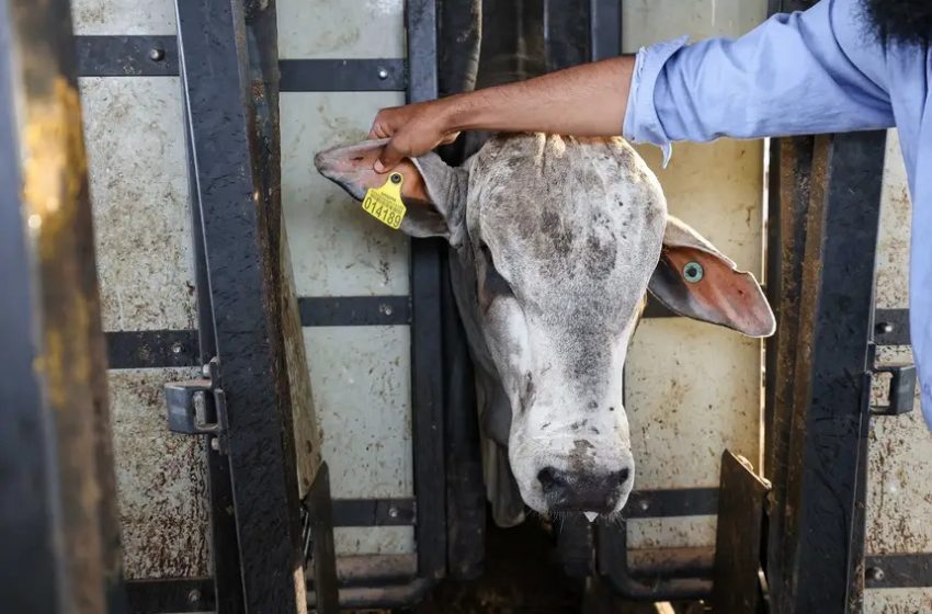  A partir de 1º de janeiro só poderão transitar no Estado bovinos e bubalinos com identificação individual e GTA em dia