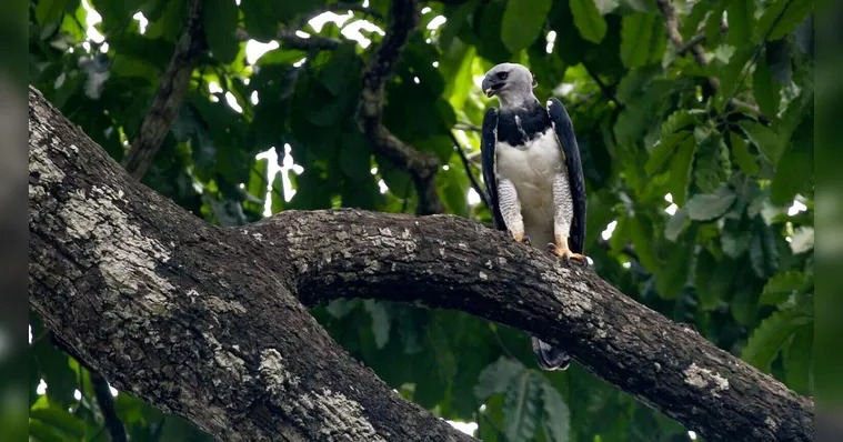  Projeto Harpia reforça proteção da espécie no Mosaico de Carajás