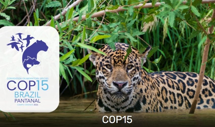  Brasil Sedia COP 15 da ONU: Lula Abre Debate Global pela Conservação de Espécies Migratórias