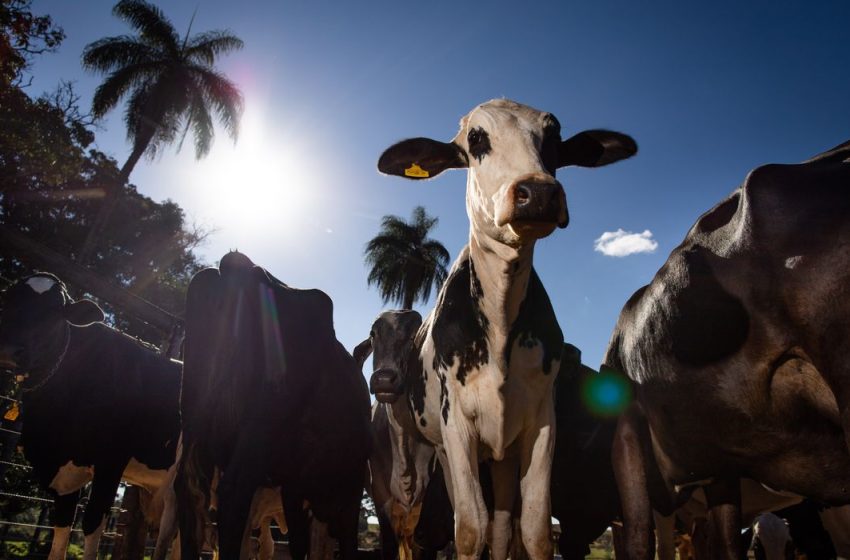 União Europeia oficializa veto à carne brasileira a partir de setembro