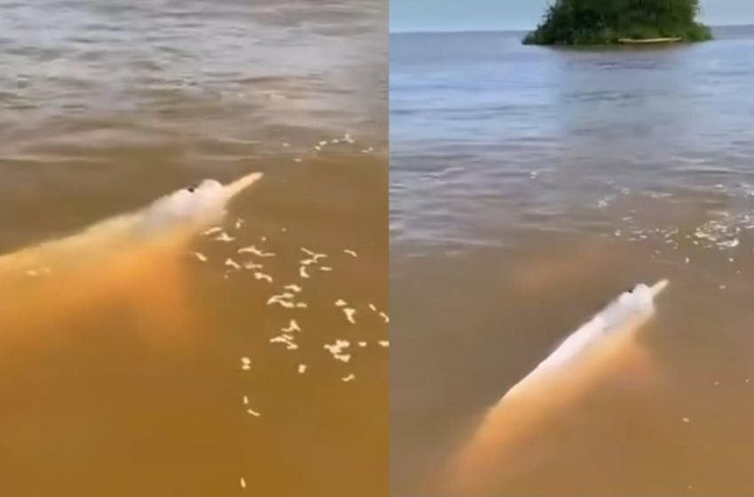  Avistamento de Cetáceo em Cotijuba Intrigua Moradores e Levanta Debate sobre Espécies da Bacia Amazônica
