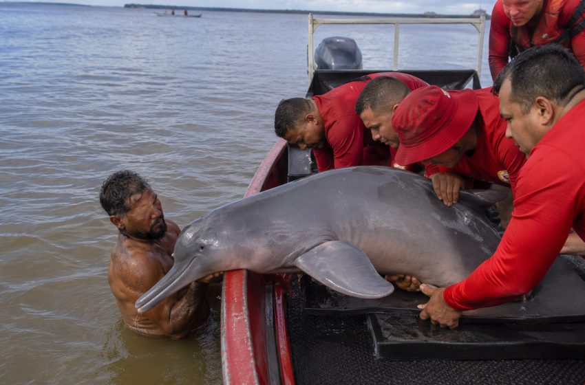  Boto resgatado em Marabá: Entre o heroísmo do salvamento e os desafios do monitoramento fluvial