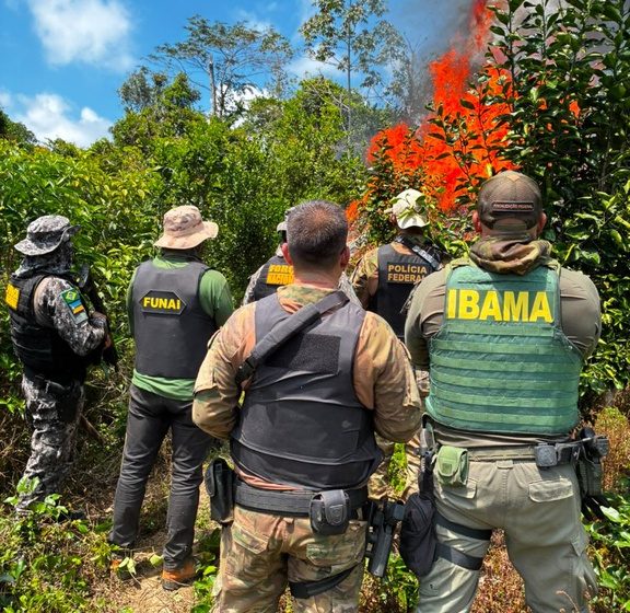 Polícia Federal desarticula ampla plantação de cannabis em terra indígena no Pará em operação multissetorial