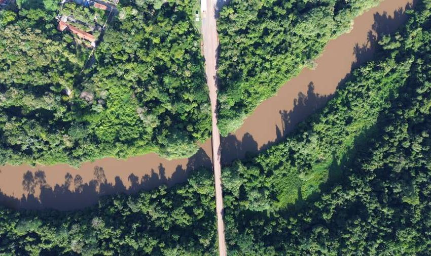 No Dia da Amazônia, campanha pede que eleitor vote por floresta em pé