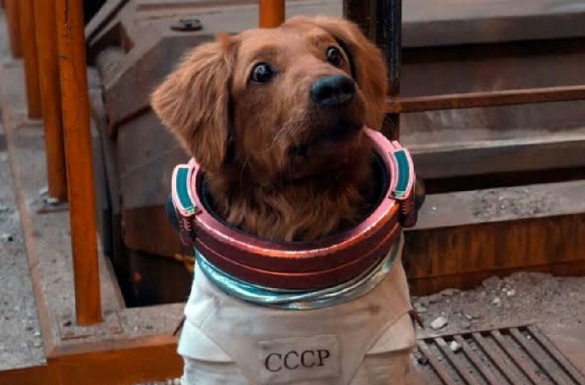 Estudo revela que cães processam a fala humana de forma similar aos humanos