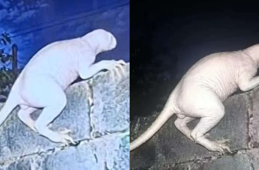 Criatura misteriosa com traços humanos intriga moradores e gera debate no méxico