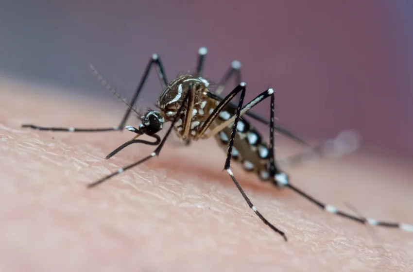 Dengue: o perigo oculto em sua casa e a importância da prevenção diária
