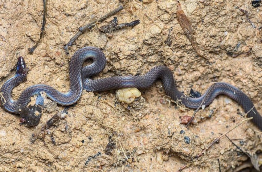 Estudo mostra serpentes que dão cambalhotas a 13 km/h para escapar de predadores