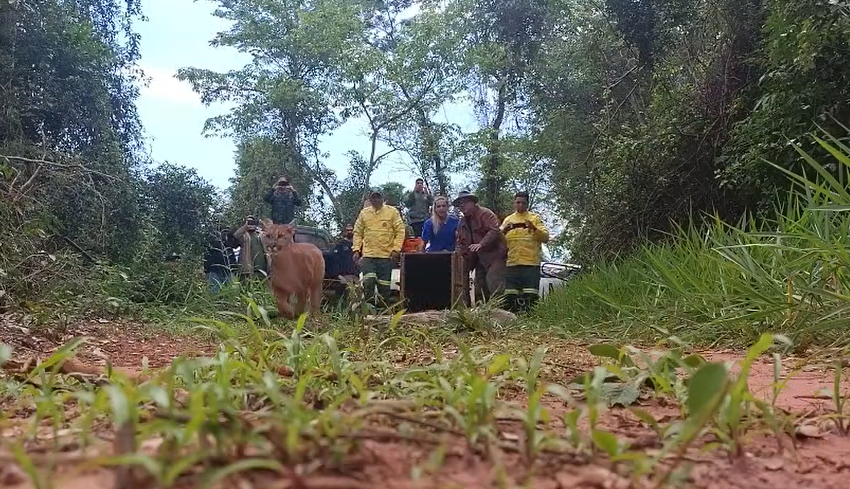 Filhote de onça-parda é devolvido à natureza em São Paulo após tratamento intensivo