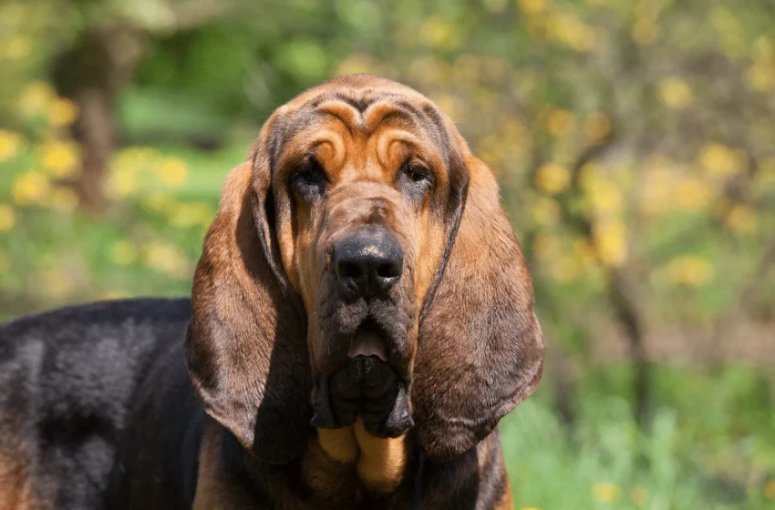 Raças de cachorro com olhar triste que enganam a nossa percepção