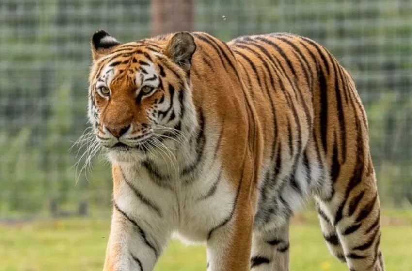 Tragédia no Yorkshire Wildlife Park: homem morre após invadir recinto de tigres